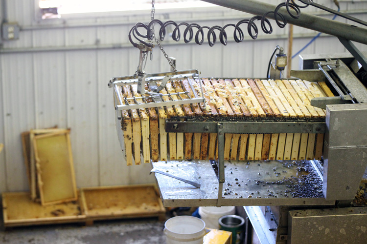Honey Processing