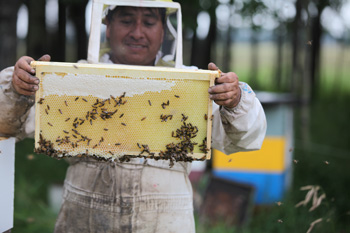 Holding Honey